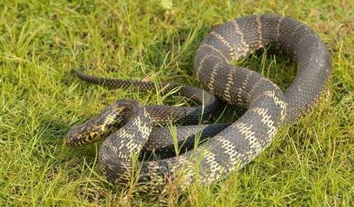 大地龙种,探寻神秘生物的传奇与奥秘